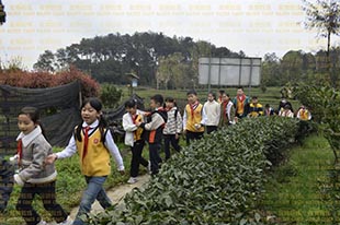 東城根街小學丨春游踏春季，小小制茶師